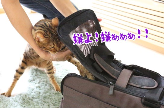 注射の日 ベンガル猫ブログ ねこちん 猫とオッサンの賃貸生活