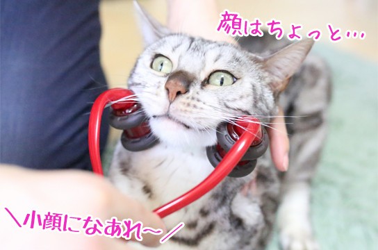 猫の小顔ローラー ベンガル猫ブログ ねこちん 猫とオッサンの賃貸生活