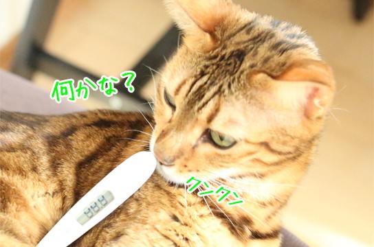 猫と体温計で仮病を作る方法を試してみました ベンガル猫ブログ ねこちん 猫とオッサンの賃貸生活