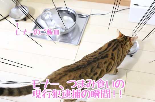 つまみ食いで現行犯逮捕 ベンガル猫ブログ ねこちん 猫とオッサンの賃貸生活