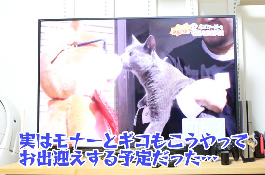 再放送もふもふモフモフ ベンガル猫ブログ ねこちん 猫とオッサンの賃貸生活