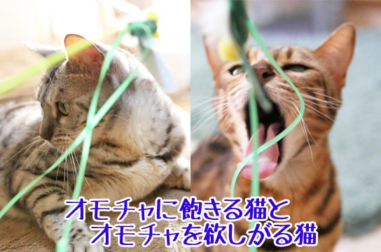 猫の画像比較 : ベンガル猫ブログ ねこちん！猫とオッサンの賃貸生活