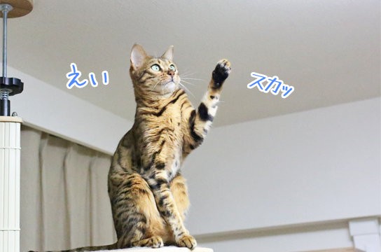 ちょっと凹んだ時の猫の顔 : ベンガル猫ブログ ねこちん！猫とオッサン 