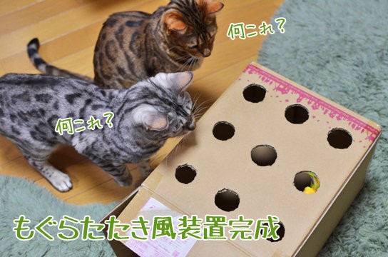 猫用もぐらたたき ベンガル猫ブログ ねこちん 猫とオッサンの賃貸生活