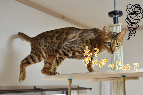 カーテンレールを歩く猫 ベンガル猫ブログ ねこちん 猫とオッサンの賃貸生活