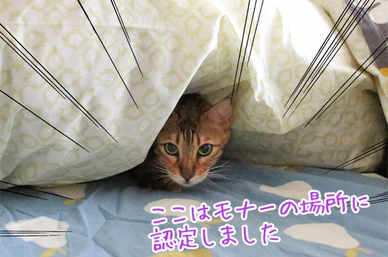 羽毛布団ねこ ベンガル猫ブログ ねこちん 猫とオッサンの賃貸生活