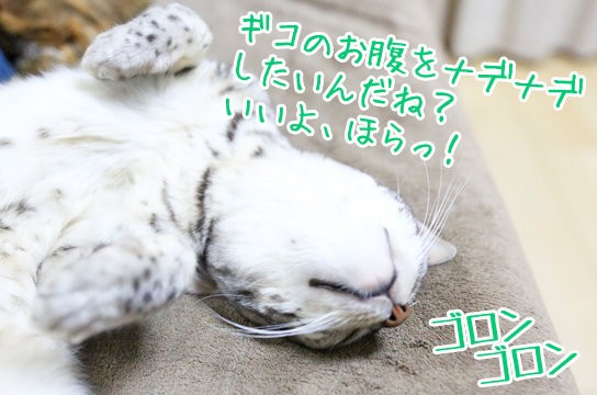 猫のかかとにハゲがある ベンガル猫ブログ ねこちん 猫とオッサンの賃貸生活