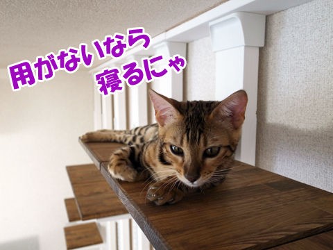 ネイルキャップ ベンガル猫ブログ ねこちん 猫とオッサンの賃貸生活