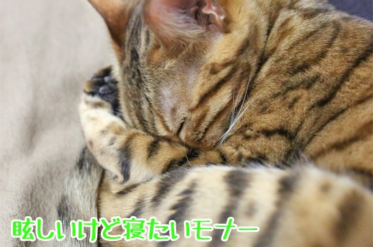 眩しさを我慢して眠る猫 と その後 ベンガル猫ブログ ねこちん 猫とオッサンの賃貸生活