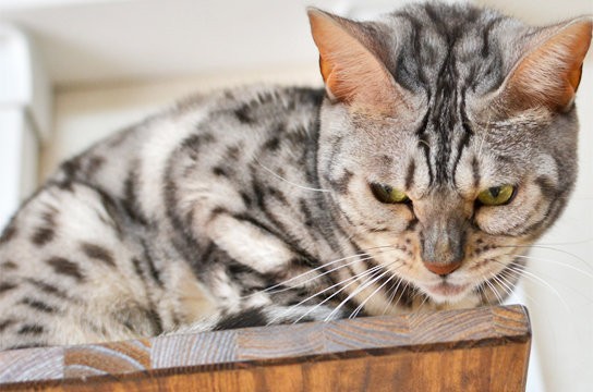 興奮した猫の顔 ベンガル猫ブログ ねこちん 猫とオッサンの賃貸生活