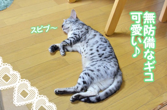 甘えん坊ポーズが得意な猫の弊害 2回目更新 ベンガル猫ブログ ねこちん 猫とオッサンの賃貸生活