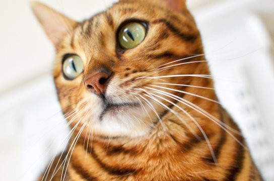 口元美人ネコ ベンガル猫ブログ ねこちん 猫とオッサンの賃貸生活 口元美人ネコ ベンガル猫ブログ ねこちん 猫とオッサンの賃貸生活
