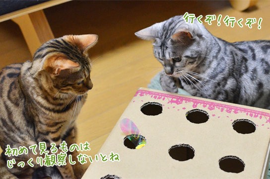 猫用もぐらたたき ベンガル猫ブログ ねこちん 猫とオッサンの賃貸生活