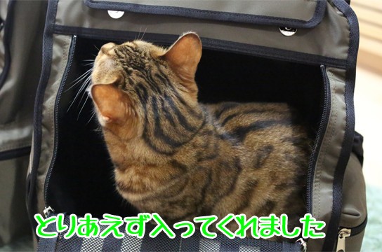 猫の避難用キャリーバッグを買いました : ベンガル猫ブログ ねこちん ...