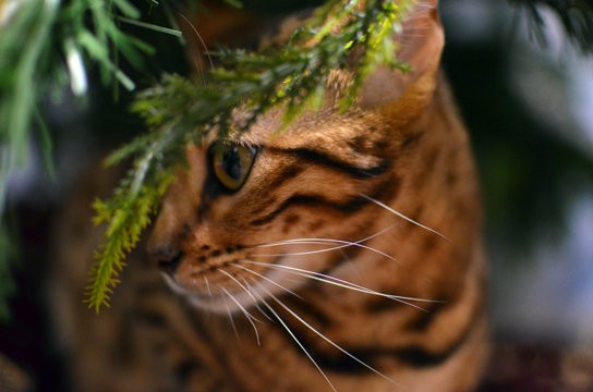 最近 太った ベンガル猫ブログ ねこちん 猫とオッサンの賃貸生活