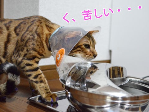 屋敷しもべ猫 ベンガル猫ブログ ねこちん 猫とオッサンの賃貸生活