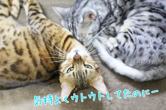 猫達のお昼寝中の一コマ ベンガル猫ブログ ねこちん 猫とオッサンの賃貸生活