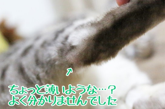 猫のかかとにハゲがある ベンガル猫ブログ ねこちん 猫とオッサンの賃貸生活