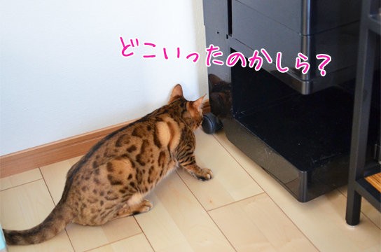 賢いのか お馬鹿なのか ドジな猫 ベンガル猫ブログ ねこちん 猫とオッサンの賃貸生活