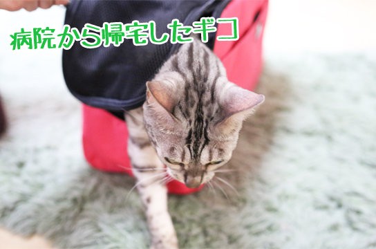 猫のワクチン接種から帰宅・・・病院を変えた理由 : ベンガル猫ブログ 