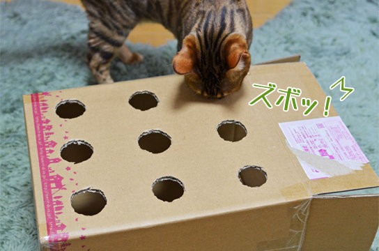 猫用もぐらたたき ベンガル猫ブログ ねこちん 猫とオッサンの賃貸生活