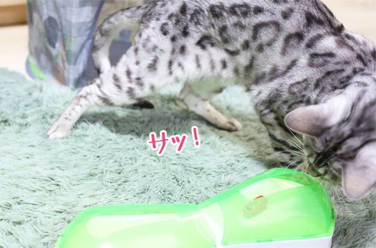 猫へのクリスマスプレゼント 後半戦 ベンガル猫ブログ ねこちん 猫とオッサンの賃貸生活