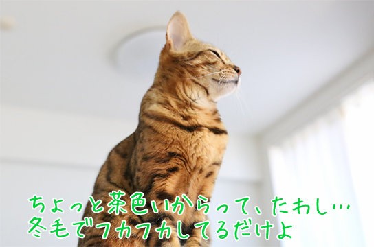 たわしとしつこいオッサン ベンガル猫ブログ ねこちん 猫とオッサンの賃貸生活