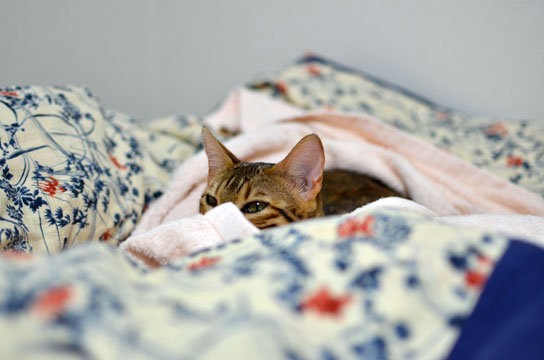 モナーの寝床 ベンガル猫ブログ ねこちん 猫とオッサンの賃貸生活