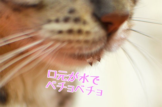 口の汚れを他の猫で拭く猫 ベンガル猫ブログ ねこちん 猫とオッサンの賃貸生活