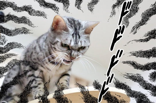 邪悪な猫
