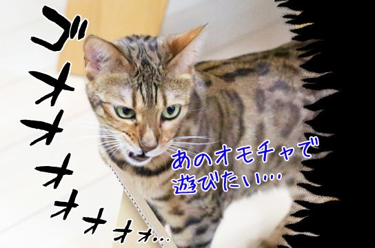 オモチャを追う時の猫の必死な顔 ベンガル猫ブログ ねこちん 猫とオッサンの賃貸生活