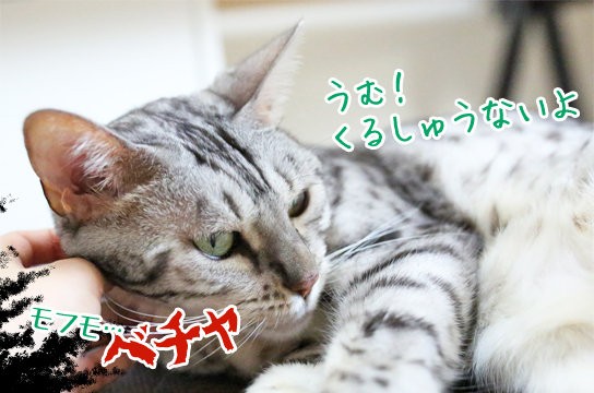 猫も寝ぼけてヨダレを垂らすのか ベンガル猫ブログ ねこちん 猫とオッサンの賃貸生活