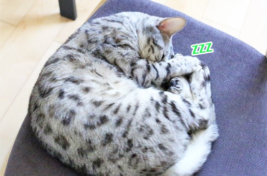 可愛いさの中にある怖さ ベンガル猫ブログ ねこちん 猫とオッサンの賃貸生活