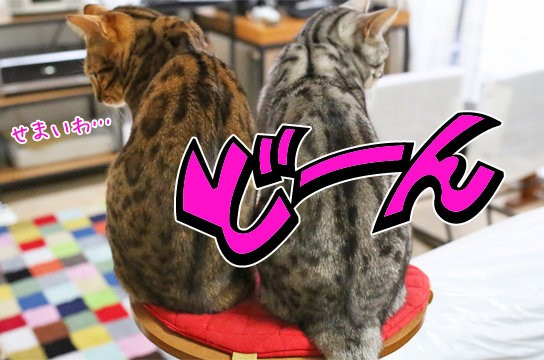 お尻が大きい猫 ベンガル猫ブログ ねこちん 猫とオッサンの賃貸生活 お尻が大きい猫 ベンガル猫ブログ ねこちん 猫とオッサンの賃貸生活