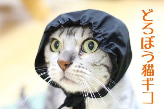 パロウィンのコスプレ猫 : ベンガル猫ブログ ねこちん！猫とオッサンの賃貸生活