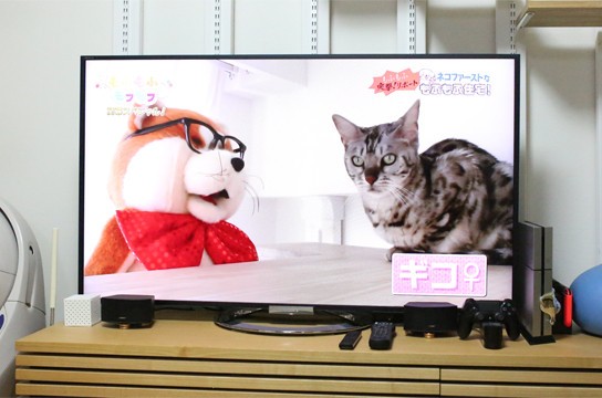 再放送もふもふモフモフ ベンガル猫ブログ ねこちん 猫とオッサンの賃貸生活