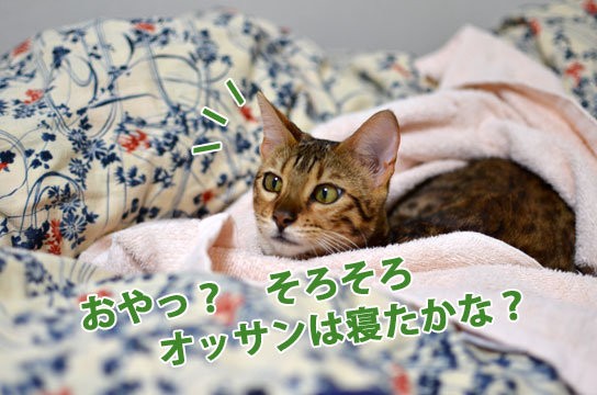 モナーの寝床 ベンガル猫ブログ ねこちん 猫とオッサンの賃貸生活