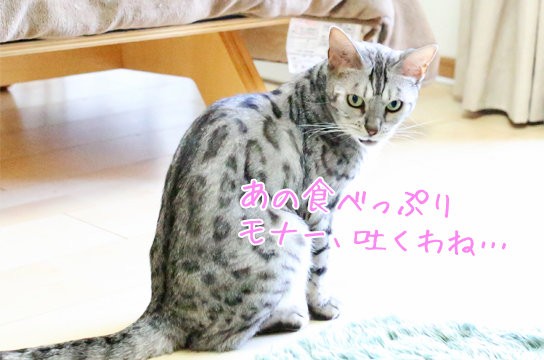 1泊2日の猫 ベンガル猫ブログ ねこちん 猫とオッサンの賃貸生活 1泊2日の猫 ベンガル猫ブログ ねこちん 猫とオッサンの賃貸生活