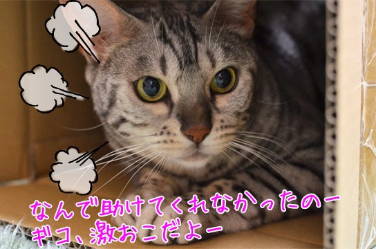 激おこぷんぷん猫 ベンガル猫ブログ ねこちん 猫とオッサンの賃貸生活