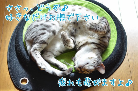 目が合うだけでお腹を見せてくる猫 : ベンガル猫ブログ ねこちん！猫と 