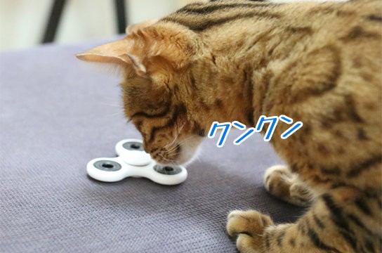 猫にハンドスピナーを回してもらいたいんです : ベンガル猫ブログ ねこ 