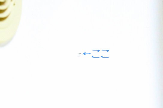 今年も虫が部屋に入ってくる季節になりました ベンガル猫ブログ ねこちん 猫とオッサンの賃貸生活