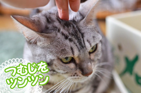 ギコの大変な毎日 2回目更新 ベンガル猫ブログ ねこちん 猫とオッサンの賃貸生活