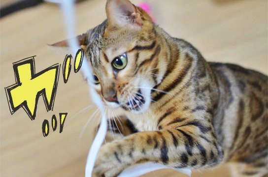 簡単 手作り猫オモチャの作り方 ただし貧乏臭い ベンガル猫ブログ ねこちん 猫とオッサンの賃貸生活