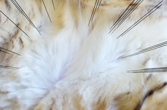 猫用シャンプータオルの使い道を探して ベンガル猫ブログ ねこちん 猫とオッサンの賃貸生活