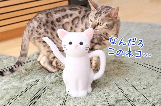 白猫のジョウロ ベンガル猫ブログ ねこちん 猫とオッサンの賃貸生活