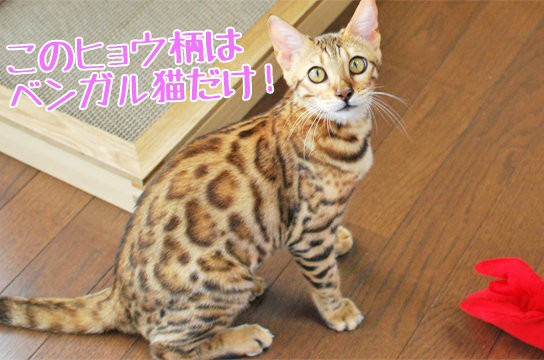 ベンガル猫とはどんな猫 ベンガル猫ブログ ねこちん 猫とオッサンの賃貸生活