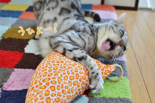 猫キック炸裂 安らぎの顔 ベンガル猫ブログ ねこちん 猫とオッサンの賃貸生活