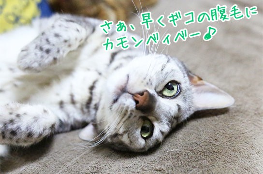 猫のかかとにハゲがある ベンガル猫ブログ ねこちん 猫とオッサンの賃貸生活