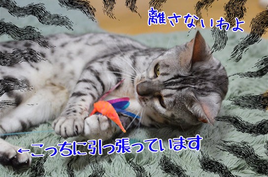 押してダメなら 引いてみな ベンガル猫ブログ ねこちん 猫とオッサンの賃貸生活